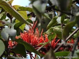 Image result for Phragmanthera eminii