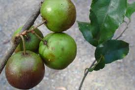 Image result for Flacourtia