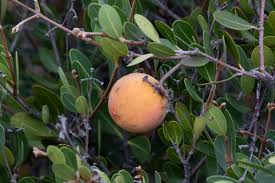 Image result for Ancylobothrys amoena