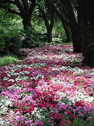 Landscaping Ideas From The Dallas Arboretum Beautiful Gardens Plants Beautiful Flowers