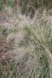 Image result for Eragrostis heteromera