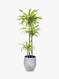 Check spelling or type a new query. The Little Botanical Extra Large Lemon Dracaena Ceramic Pot Plant
