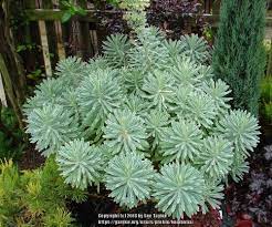 Maybe you would like to learn more about one of these? Photo Of The Entire Plant Of Euphorbia Euphorbia Characias Silver Swan Posted By Kniphofia Garden Org