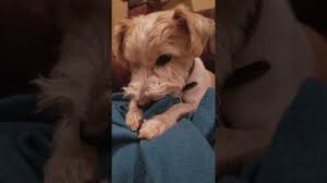 My Dog Nibbles On His Blanket Youtube