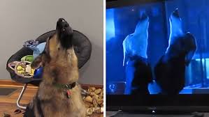 Howling is one of the things they have in common. German Shepherd Joins In With Howling Wolves From Zootopia Daily Mail Online