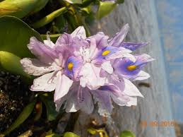 Maybe you would like to learn more about one of these? Eceng Gondok Tanaman Liar Kaya Manfaat Steemit