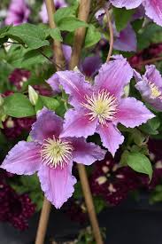 We did not find results for: Piilu Clematis Clematis Piilu In Wilmette Chicago Evanston Glenview Skokie Winnetka Illinois Il At Chalet Nursery