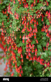 Image result for Tropaeolaceae