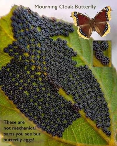Egg-laying Adult