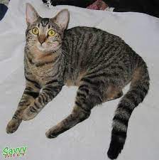 The Glorious Tabby Cat Personality Pattern History Savvy Pet Care Grey Tabby Cats Tabby Cat Asian Cat
