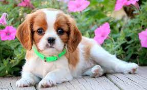 Georgia Cavalier King Charles Spaniel Puppy For Sale Keystone Puppies King Charles Cavalier Spaniel Puppy Spaniel Puppies For Sale Cute Dogs And Puppies