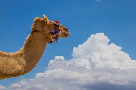Image result for camel