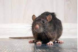Campbell & son's plumbing, inc. Hobbs Pest Management Cedarcreeklake Online