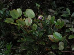 Image result for Memecylon sp. C