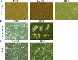 The culture and experiments of organoid cells generated in this study were performed according to previously reported (drost et al., 2016, lukacs et al., 2010). Optimisation Of A Pc12 Cell Based In Vitro Stroke Model For Screening Neuroprotective Agents Scientific Reports