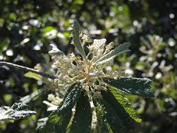 Image result for Tarchonanthus trilobus