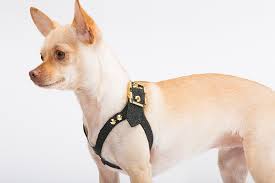 Brikk Launches Gold And Diamond Dog Harness Business Wire