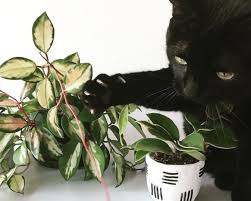 Check spelling or type a new query. Happy Hoya A Guide To Hoyas Leaf And Paw