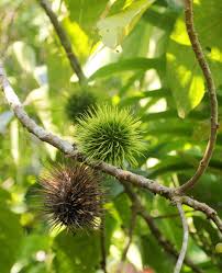 Image result for Caloncoba