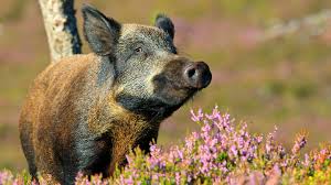 Their scientific name, cavia porcellus, is often shortened to simply cavy (singular), cavies (plural) or cavia. that' a cool 23 million years ago! Wild Boar Sus Scrofa British Mammals Woodland Trust