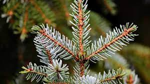 Deswegen bauen wir den baum nach dem 6. Weihnachtsbaume Werden Ab 7 Januar Abgeholt