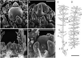 Image result for Limnophila ceratophylloides