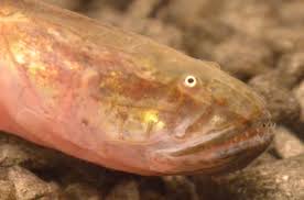 He was born in february last year, so i would. How To Care For A Violet Goby Dragonfish Pethelpful By Fellow Animal Lovers And Experts