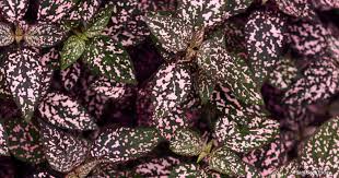 Check spelling or type a new query. Are Polka Dot Plants Poisonous