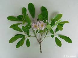Image result for Tabebuia heterophylla