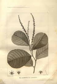 Image result for Homalium