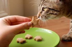 5 Easy Diy Cat Treat Recipes Nourriture Pour Chat Faite Maison Friandises Pour Chat Et Nourriture Chat