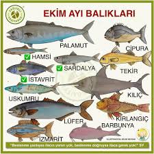 Saglikli Yasiyoruz On Instagram Ekim Ayi Baliklari Saglikli Beslenmenin Kosullarindan Biri De Her Gidanin Mevsi Nature Camping Magazine Theme Wordpress Fish