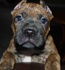 May 02, 2021 · presa canario puppies for sale in virginia, usa, page 1 (10 per page) puppyfinder.com is your source for finding an ideal presa canario puppy for sale in virginia, usa area. Presa Canario Puppies Red Rock Kennels Big Dogs Correct Confirmation In Vancouver British Columbia Hoobly Cla Presa Canario Cane Corso Dog Monkey Pics
