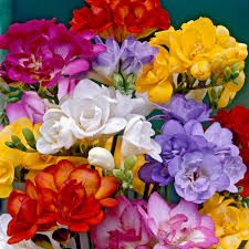Find great deals on ebay for light up flowers. Freesia Bulbs Double Mix Flower Bulbs Eden Brothers