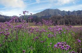 Bunga edelweis merupakan tanaman langka yang hidup di pegunungan. Edelweiss Flowers Bunga Edelweis Mount Semeru Horn Necklace