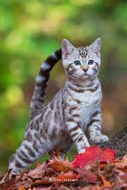 Mandy S Bengals Bengal Kittens In Ontario In 2021 Bengal Cat Kitten Bengal Kitten Pretty Cats