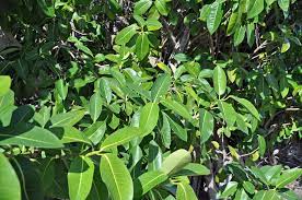 We did not find results for: The 5 Best Shade Trees For South Florida