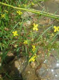 Image result for Ludwigia erecta
