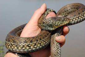 Brian halstead is a research wildlife biologist at the western ecological research center of the u.s. Scott S Mexican Garter Snake T Eques Scotti Conant 2003 In The Wild And In Captivity Steven Bol Garter Snakes