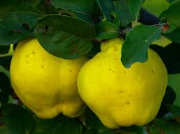 Reife quitten erkennst du an einer gleichmäßig gelben und glatten schale und dem sehr aromatischen quittenduft. Quitten Und Zierquitten Obst Und Fruchte