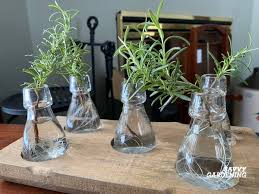 Image result for rosemary cuttings