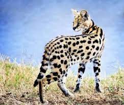 As mentioned a random bred tabby cat looks somewhat like a leopard. Pin Auf Zwakia