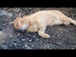 Sirti Kasindigi Icin Yerlerde Yuvarlanan Sevimli Sokak Kedisi Youtube