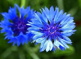 Cornflowers Dream Symbol Dreaming Of Cornflowers Can Mean Your Soul Mate Is Close You May Dream Of Meeting That One S Fleurs Bleues Fleurs Graines De Fleurs