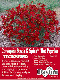 Coreopsis Sizzle Spice Hot Paprkia Tickseed Forms A Compact Rounded Uniform Mound Of Rich Deep Red Flowe Red Flowering Bush Red Perennials Tickseed
