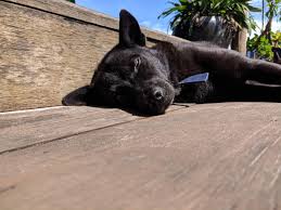 Clyde Dogs At Nest Koh Rong Beach Club Visit Asia Beloved Dog