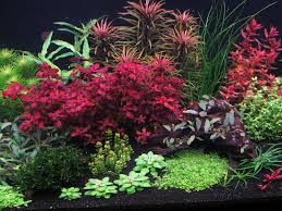 Image result for Floscopa sp.no.1