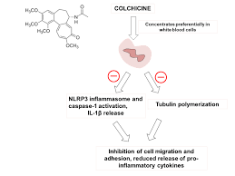 Colchicine is a medication used to treat gout and behçet's disease. The Role Of Colchicine In Recent Clinical Trials A Focused Review On Pericardial Disease American College Of Cardiology