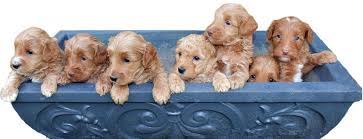 Check spelling or type a new query. Blue Ridge Labradoodles