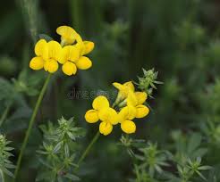 We did not find results for: Lotier Cornicule Image Stock Image Du Pied Jaune Ressort 42119123